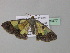  ( - BC ZSM Lep 35477)  @13 [ ] CreativeCommons - Attribution Non-Commercial Share-Alike (2010) Unspecified SNSB, Zoologische Staatssammlung Muenchen