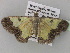  ( - BC ZSM Lep 35478)  @13 [ ] CreativeCommons - Attribution Non-Commercial Share-Alike (2010) Unspecified SNSB, Zoologische Staatssammlung Muenchen
