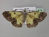  (Zamarada AH14CmGh - BC ZSM Lep 35479)  @14 [ ] CreativeCommons - Attribution Non-Commercial Share-Alike (2010) Unspecified SNSB, Zoologische Staatssammlung Muenchen