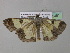  ( - BC ZSM Lep 35481)  @13 [ ] CreativeCommons - Attribution Non-Commercial Share-Alike (2010) Unspecified SNSB, Zoologische Staatssammlung Muenchen