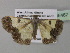  ( - BC ZSM Lep 35482)  @13 [ ] CreativeCommons - Attribution Non-Commercial Share-Alike (2010) Unspecified SNSB, Zoologische Staatssammlung Muenchen