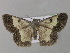  ( - BC ZSM Lep 35483)  @13 [ ] CreativeCommons - Attribution Non-Commercial Share-Alike (2010) Unspecified SNSB, Zoologische Staatssammlung Muenchen