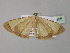  ( - BC ZSM Lep 35485)  @13 [ ] CreativeCommons - Attribution Non-Commercial Share-Alike (2010) Unspecified SNSB, Zoologische Staatssammlung Muenchen