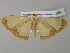  ( - BC ZSM Lep 35486)  @13 [ ] CreativeCommons - Attribution Non-Commercial Share-Alike (2010) Unspecified SNSB, Zoologische Staatssammlung Muenchen