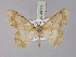  (Luxiaria AH01In - BC ZSM Lep 30072)  @13 [ ] CreativeCommons - Attribution Non-Commercial Share-Alike (2010) Unspecified SNSB, Zoologische Staatssammlung Muenchen