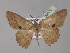  (Luxiaria AH02In - BC ZSM Lep 30076)  @14 [ ] CreativeCommons - Attribution Non-Commercial Share-Alike (2010) Unspecified SNSB, Zoologische Staatssammlung Muenchen