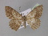  (Luxiaria AH03In - BC ZSM Lep 30077)  @14 [ ] CreativeCommons - Attribution Non-Commercial Share-Alike (2010) Unspecified SNSB, Zoologische Staatssammlung Muenchen