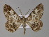  (Cleora determinata - BC ZSM Lep 30083)  @14 [ ] CreativeCommons - Attribution Non-Commercial Share-Alike (2010) Unspecified SNSB, Zoologische Staatssammlung Muenchen