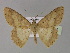  (Luxiaria AH04In - BC ZSM Lep 30085)  @14 [ ] CreativeCommons - Attribution Non-Commercial Share-Alike (2010) Unspecified SNSB, Zoologische Staatssammlung Muenchen