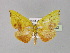  (Curbia AH01In - BC ZSM Lep 30092)  @12 [ ] CreativeCommons - Attribution Non-Commercial Share-Alike (2010) Unspecified SNSB, Zoologische Staatssammlung Muenchen