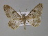  (Cleora AH03In - BC ZSM Lep 30097)  @11 [ ] CreativeCommons - Attribution Non-Commercial Share-Alike (2010) Unspecified SNSB, Zoologische Staatssammlung Muenchen