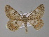  (Cleora AH04In - BC ZSM Lep 30100)  @13 [ ] CreativeCommons - Attribution Non-Commercial Share-Alike (2010) Unspecified SNSB, Zoologische Staatssammlung Muenchen