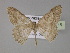  (Luxiaria AH06In - BC ZSM Lep 30115)  @14 [ ] CreativeCommons - Attribution Non-Commercial Share-Alike (2010) Unspecified SNSB, Zoologische Staatssammlung Muenchen
