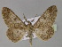  (Cleora AH06In - BC ZSM Lep 30117)  @14 [ ] CreativeCommons - Attribution Non-Commercial Share-Alike (2010) Unspecified SNSB, Zoologische Staatssammlung Muenchen