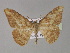  (Luxiaria AH07In - BC ZSM Lep 30121)  @14 [ ] CreativeCommons - Attribution Non-Commercial Share-Alike (2010) Unspecified SNSB, Zoologische Staatssammlung Muenchen
