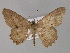  (Luxiaria AH08In - BC ZSM Lep 30122)  @14 [ ] CreativeCommons - Attribution Non-Commercial Share-Alike (2010) Unspecified SNSB, Zoologische Staatssammlung Muenchen