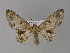  ( - BC ZSM Lep 30131)  @14 [ ] CreativeCommons - Attribution Non-Commercial Share-Alike (2010) Unspecified SNSB, Zoologische Staatssammlung Muenchen