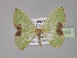  (Comibaena AH01Ph - BC ZSM Lep 30135)  @13 [ ] CreativeCommons - Attribution Non-Commercial Share-Alike (2010) Unspecified SNSB, Zoologische Staatssammlung Muenchen