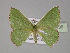  (Oenospila AH01Ph - BC ZSM Lep 30136)  @13 [ ] CreativeCommons - Attribution Non-Commercial Share-Alike (2010) Unspecified SNSB, Zoologische Staatssammlung Muenchen
