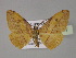  ( - BC ZSM Lep 30137)  @14 [ ] CreativeCommons - Attribution Non-Commercial Share-Alike (2010) Unspecified SNSB, Zoologische Staatssammlung Muenchen