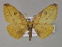  (Hypochrosis AH05Ph - BC ZSM Lep 30153)  @14 [ ] CreativeCommons - Attribution Non-Commercial Share-Alike (2010) Unspecified SNSB, Zoologische Staatssammlung Muenchen
