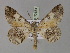  (Cleora AH09Ph - BC ZSM Lep 30154)  @14 [ ] CreativeCommons - Attribution Non-Commercial Share-Alike (2010) Unspecified SNSB, Zoologische Staatssammlung Muenchen