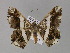  (Macaria AH01Ph - BC ZSM Lep 30156)  @14 [ ] CreativeCommons - Attribution Non-Commercial Share-Alike (2010) Unspecified SNSB, Zoologische Staatssammlung Muenchen