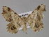  (Macaria AH03Ph - BC ZSM Lep 30158)  @14 [ ] CreativeCommons - Attribution Non-Commercial Share-Alike (2010) Unspecified SNSB, Zoologische Staatssammlung Muenchen