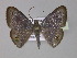  (Tasta AH01Ph - BC ZSM Lep 30176)  @15 [ ] CreativeCommons - Attribution Non-Commercial Share-Alike (2010) Unspecified SNSB, Zoologische Staatssammlung Muenchen