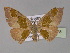  (Hypochrosis AH06Ph - BC ZSM Lep 30178)  @12 [ ] CreativeCommons - Attribution Non-Commercial Share-Alike (2010) Unspecified SNSB, Zoologische Staatssammlung Muenchen