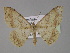  (Luxiaria AH01IJ - BC ZSM Lep 30182)  @14 [ ] CreativeCommons - Attribution Non-Commercial Share-Alike (2010) Unspecified SNSB, Zoologische Staatssammlung Muenchen