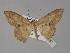  (Luxiaria AH02IJ - BC ZSM Lep 30183)  @14 [ ] CreativeCommons - Attribution Non-Commercial Share-Alike (2010) Unspecified SNSB, Zoologische Staatssammlung Muenchen