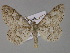  (Cleora AH02IJ - BC ZSM Lep 30196)  @13 [ ] CreativeCommons - Attribution Non-Commercial Share-Alike (2010) Unspecified SNSB, Zoologische Staatssammlung Muenchen