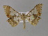  ( - BC ZSM Lep 30220)  @13 [ ] CreativeCommons - Attribution Non-Commercial Share-Alike (2010) Unspecified SNSB, Zoologische Staatssammlung Muenchen