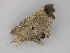  ( - BC ZSM Lep 30230)  @13 [ ] CreativeCommons - Attribution Non-Commercial Share-Alike (2010) Unspecified SNSB, Zoologische Staatssammlung Muenchen