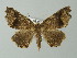  ( - BC ZSM Lep 30230)  @14 [ ] CreativeCommons - Attribution Non-Commercial Share-Alike (2012) Axel Hausmann/Bavarian State Collection of Zoology (ZSM) SNSB, Zoologische Staatssammlung Muenchen
