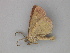  ( - BC ZSM Lep 30233)  @13 [ ] CreativeCommons - Attribution Non-Commercial Share-Alike (2010) Unspecified SNSB, Zoologische Staatssammlung Muenchen