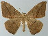  ( - BC ZSM Lep 30236)  @14 [ ] CreativeCommons - Attribution Non-Commercial Share-Alike (2012) Axel Hausmann/Bavarian State Collection of Zoology (ZSM) SNSB, Zoologische Staatssammlung Muenchen