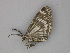  ( - BC ZSM Lep 30242)  @12 [ ] CreativeCommons - Attribution Non-Commercial Share-Alike (2010) Unspecified SNSB, Zoologische Staatssammlung Muenchen