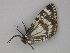  ( - BC ZSM Lep 30245)  @12 [ ] CreativeCommons - Attribution Non-Commercial Share-Alike (2010) Unspecified SNSB, Zoologische Staatssammlung Muenchen