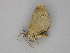  ( - BC ZSM Lep 30256)  @12 [ ] CreativeCommons - Attribution Non-Commercial Share-Alike (2010) Unspecified SNSB, Zoologische Staatssammlung Muenchen