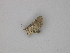 ( - BC ZSM Lep 30258)  @12 [ ] CreativeCommons - Attribution Non-Commercial Share-Alike (2010) Unspecified SNSB, Zoologische Staatssammlung Muenchen