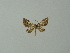  ( - BC ZSM Lep 30258)  @12 [ ] CreativeCommons - Attribution Non-Commercial Share-Alike (2012) Axel Hausmann/Bavarian State Collection of Zoology (ZSM) SNSB, Zoologische Staatssammlung Muenchen