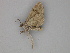  ( - BC ZSM Lep 30259)  @12 [ ] CreativeCommons - Attribution Non-Commercial Share-Alike (2010) Unspecified SNSB, Zoologische Staatssammlung Muenchen