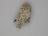  (Eupithecia bifasciata - BC ZSM Lep 30260)  @14 [ ] CreativeCommons - Attribution Non-Commercial Share-Alike (2010) Unspecified SNSB, Zoologische Staatssammlung Muenchen