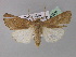  ( - BC ZSM Lep 30929)  @12 [ ] CreativeCommons - Attribution Non-Commercial Share-Alike (2010) Unspecified SNSB, Zoologische Staatssammlung Muenchen