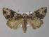  ( - BC ZSM Lep 30969)  @13 [ ] CreativeCommons - Attribution Non-Commercial Share-Alike (2010) Unspecified SNSB, Zoologische Staatssammlung Muenchen