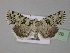  ( - BC ZSM Lep 30976)  @14 [ ] CreativeCommons - Attribution Non-Commercial Share-Alike (2010) Unspecified SNSB, Zoologische Staatssammlung Muenchen