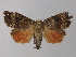  ( - BC ZSM Lep 30978)  @13 [ ] CreativeCommons - Attribution Non-Commercial Share-Alike (2010) Unspecified SNSB, Zoologische Staatssammlung Muenchen