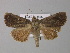  ( - BC ZSM Lep 30981)  @14 [ ] CreativeCommons - Attribution Non-Commercial Share-Alike (2010) Unspecified SNSB, Zoologische Staatssammlung Muenchen